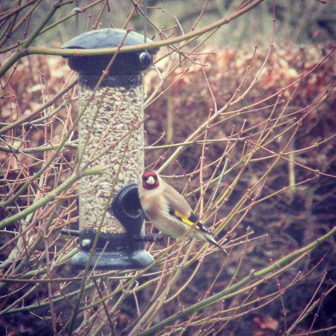 Goldfinch